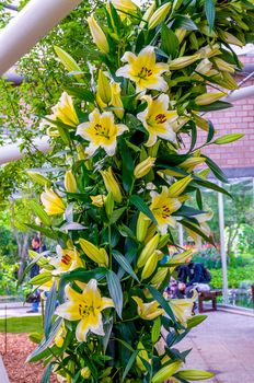 Yellow white lilies in Keukenhof Park, Lisse in Holland.