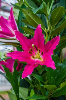 Beautiful pink lily in macro, Keukenhof Park, Lisse in Holland.