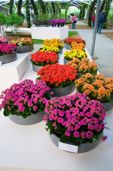 Blooming pink, orange and yellow Kalanchoe in Keukenhof Park, Lisse in Holland.