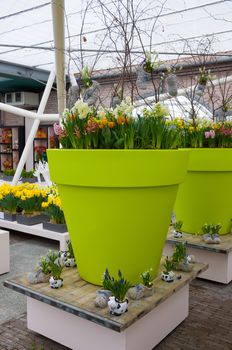 White and yellow daffodils, tulips in green pot, Keukenhof Park, Lisse in Holland.