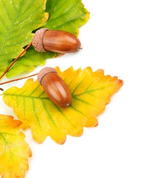 acorns and oak leaves