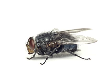 Blue bottle fly (Calliphora vomitoria )-isolated on white 