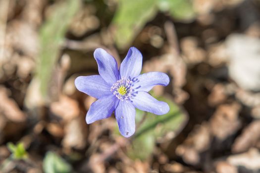 Nice blooming violet flower on the blurred brown background