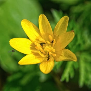 Nice blooming yellow lower on the blurred green background
