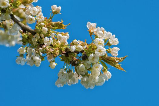 Flowers of the tree branch plum blossoms with blue background