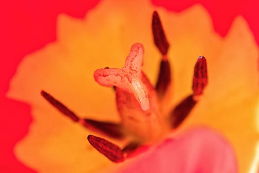 Center of red tulip with orange and black colors