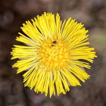 Nice blooming yellow lower on the blurred green background