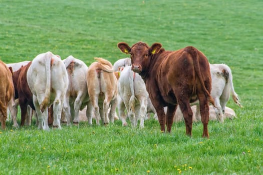 Herd of cows on pasture in the mountains