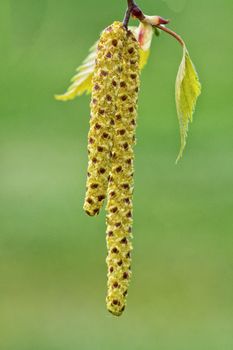 Catkins of hazel, highly allergenic pollen