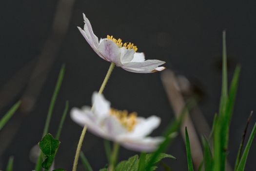 Nice white flower with blurred dark background