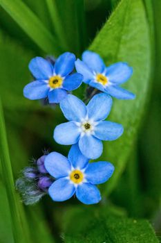 Macro of blue flowers with nice blurred background