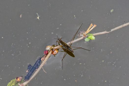 Water flea on the surface with blurred background