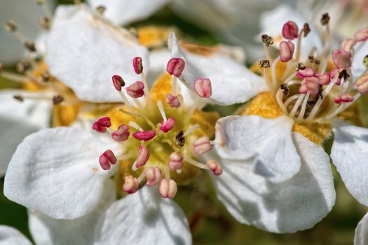 Flowers of the tree branch plum blossoms with blue background