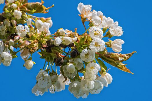 Flowers of the tree branch plum blossoms with blue background