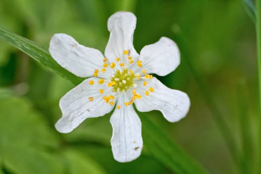 Nice white flower with blurred green background
