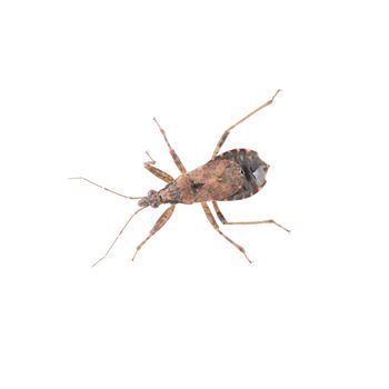 Brown kissing bug isolated on a white background