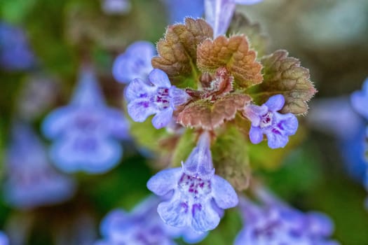 Nice blooming violet flowers on the blurred brown background