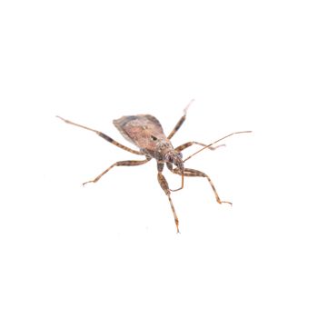 Brown kissing bug isolated on a white background