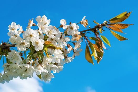 Flowers of the tree branch plum blossoms with blue background