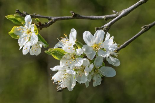 Flowers of the tree branch plum blossoms with blue background