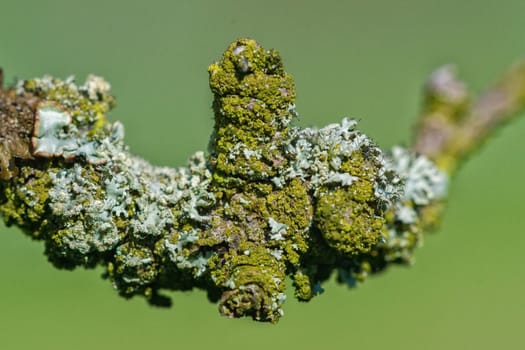 Detail of lichen on a twig of the tree with a blurred background