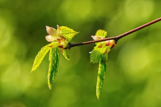 The young buds on the twig of a tree with blurred background
