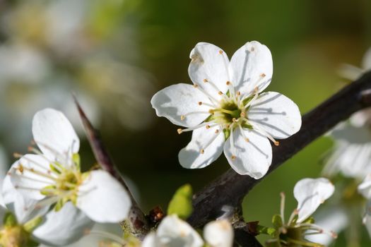 Flowers of the tree branch plum blossoms with blue background