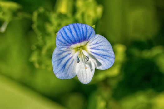 Blue white flower with blurred green background