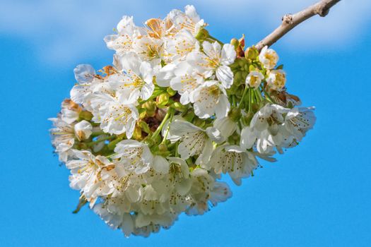 Flowers of the tree branch plum blossoms with blue background