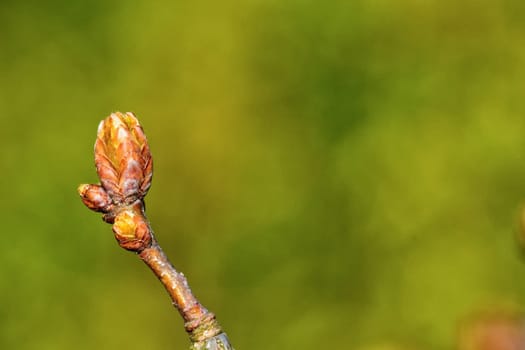 The young buds on the twig of a tree with blurred background