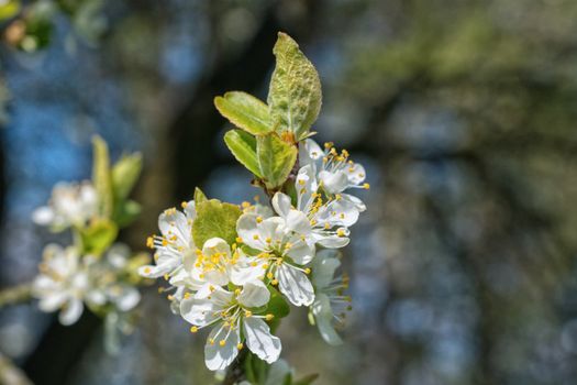 Flowers of the tree branch plum blossoms with blue background