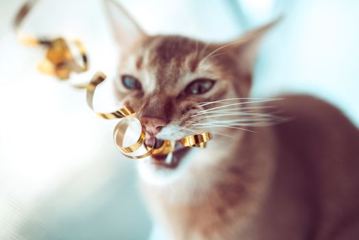 Domestic cat, kitten playing with tinsel.