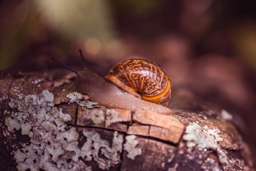 Grape snail crawling along the path in the garden with the sunset.