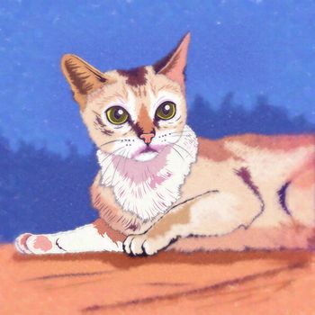 Burmilla Cat. Watercolor sketch illustration of a cat at home.