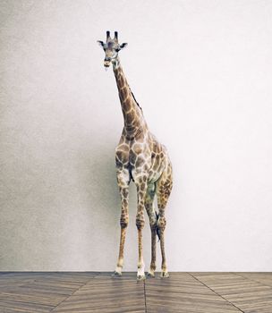 the giraffe baby  in the white room. Photo combination concept