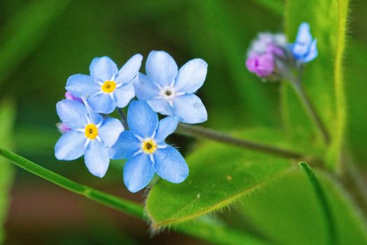 Macro of blue flowers with nice blurred background