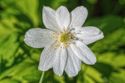 Nice white flower with blurred green background