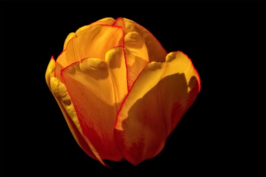Yellow tulip isolated on a black background