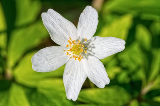 Nice white flower with blurred green background