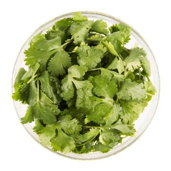 Bowl of fresh cilantro isolated on white and viewed from directly above.