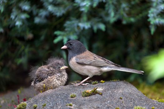 Dark-eyed Junco bird mother and baby chick perched on rock in garden backyard in Oregon