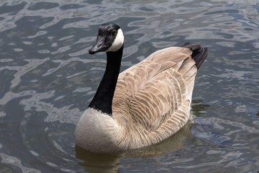Canada Goose swimming in a lake full body portrait