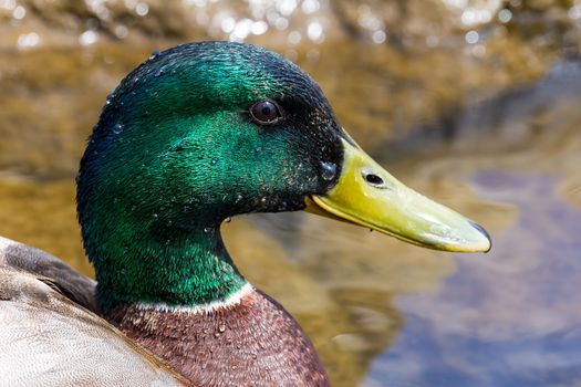 Mallard Drake male duck closeup portrait