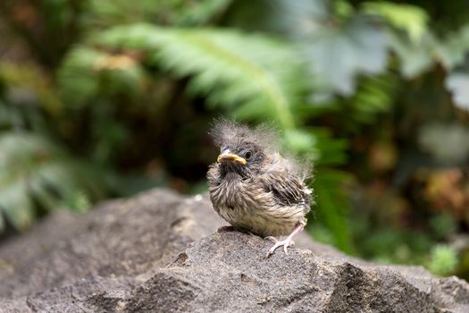 Dark-eyed Junco bird baby chick perched on a rock in Oregon