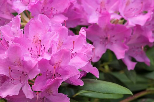 Pink Rhododendron plant flowers in bloom during spring season closeup