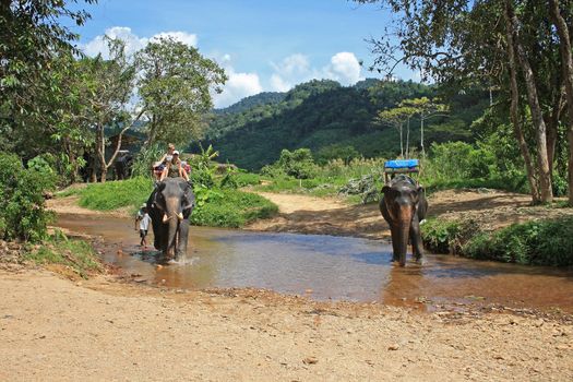 Trip on elephants in Khao Sok National Park. Southern Thailand.