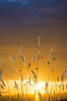 beautiful sunset over the ballybunion coast with wild tall grass on the wild atlantic way