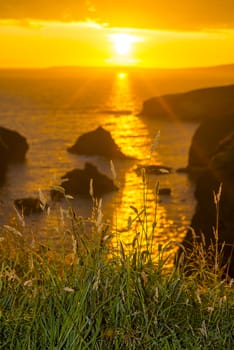 beautiful sunset over the coastal rocks with wild tall grass on the wild atlantic way