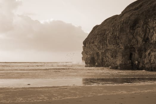 birds waves and cliffs on the wild atlantic way in Ballybunion county Kerry Ireland