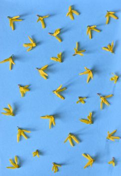 Yellow spring forsythia flowers isolated on blue background